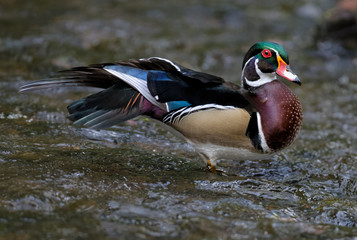 Wood Duck