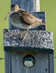 Wilson's Snipe with Tree Swallow