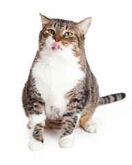 Large Tabby Cat Licking Lips