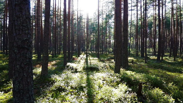walk in the pine forest at sunset
