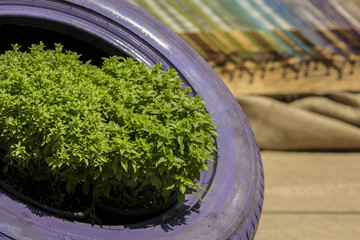 plants in car tire, recycle original gardening