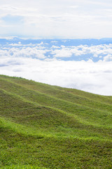 Grass field with the mist 