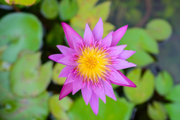 Pink lotus from the top view
