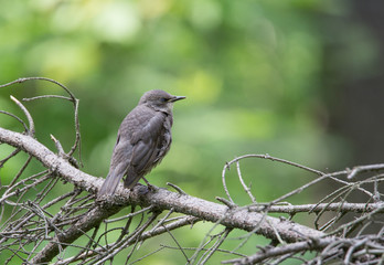 Fototapeta premium Lesser whitethroat