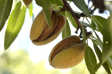 Almond tree.