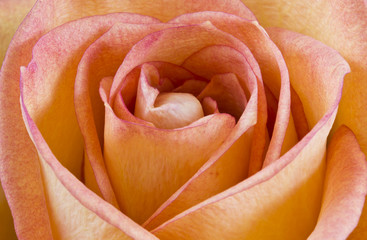 Bright yellow-pink rose macro