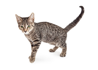 Obraz premium Tabby Kitten Side View Looking Forward