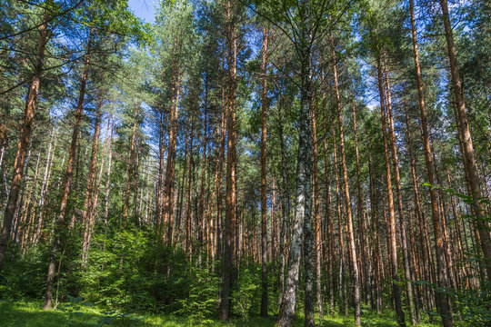 Fototapeta Pine forest