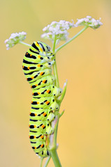 Papilio machaon caterpillar