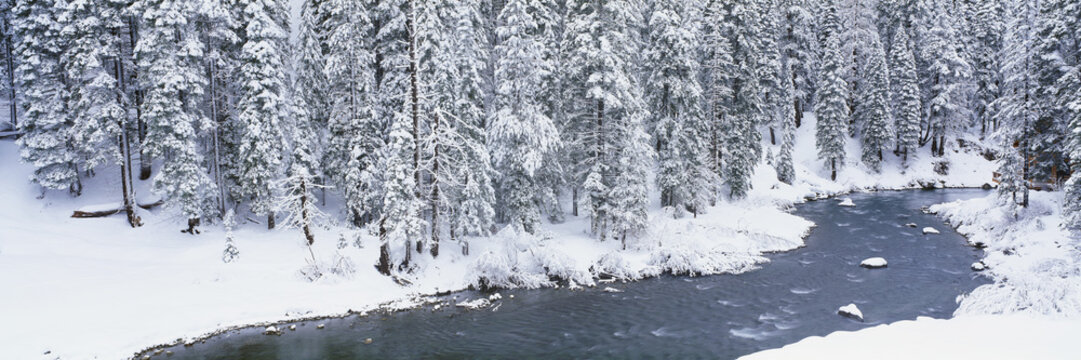 Stream in winter, California