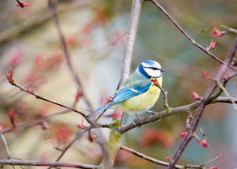 Blue Tit Bird