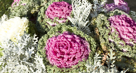 Decorative cabbage