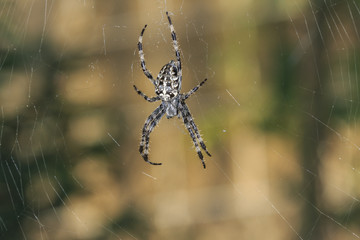 Spinne