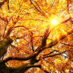 Fototapeta na wymiar The autumn sun shining through gold leaves