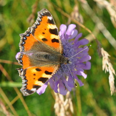 Small Tortoiseshell butterfly