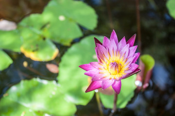 closeup lotus flower