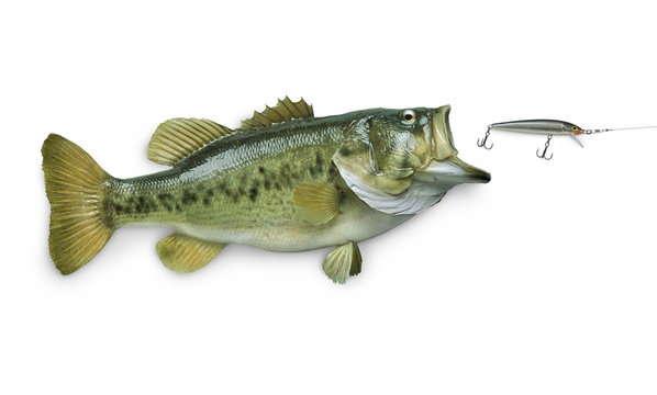 Fototapeta Largemouth bass chasing lure isolated on white background