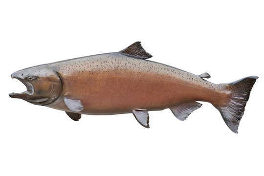 King or Chinook salmon isolated on white