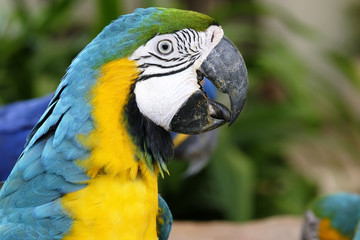 Portrait of blue and gold macaw parrot