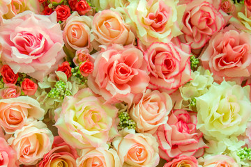 Soft color Roses Background