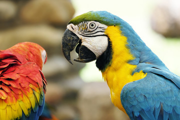 Portrait of blue and gold macaw parrot