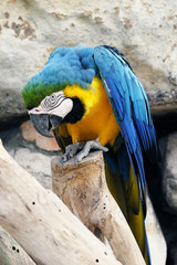 Portrait of blue and gold macaw parrot
