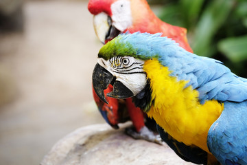 Naklejka premium Portrait of blue and gold macaw parrot