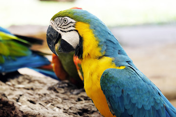 Portrait of blue and gold macaw parrot