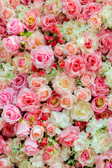 Obraz na płótnie Canvas Soft color Roses Background