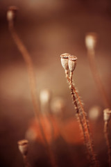 dry poppy heads at summer sunset