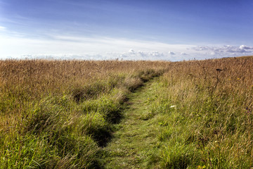 Fototapeta na wymiar Grassy landscape