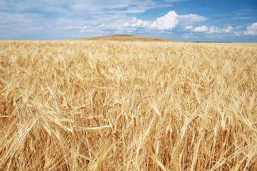 Golden grain field on a summer day