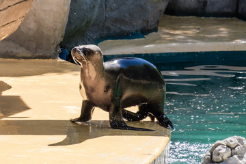 Fototapeta premium brown seal out of the water after swimming 