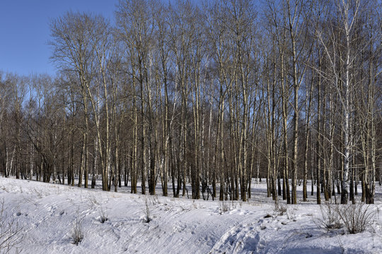 Fototapeta Birch trees