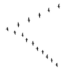 Greater white-fronted goose wedge in flight silhouettes