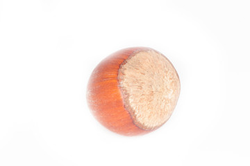 hazelnuts isolated 