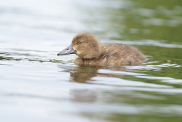 Tufted Duck - nestling