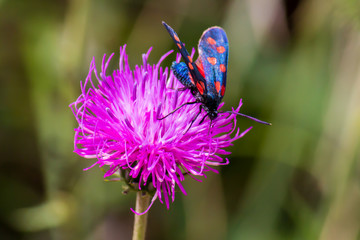 a moth six-spot burnet (Zygaena filipendulae) on a purple flower