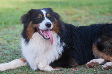 Black and white Australian Shepard at close view.