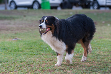 Black and white Australian Shepard running at park.