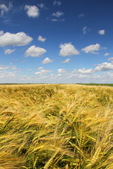 Wheat field