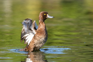 Tufted Duck - female