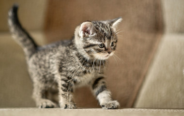kitten