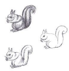 Pencil drawing of squirrel on white background © jeystyle