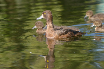 Tufted Duck - female with nestling.