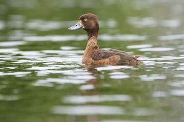 Tufted Duck - female