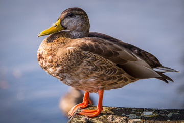 a wild duck