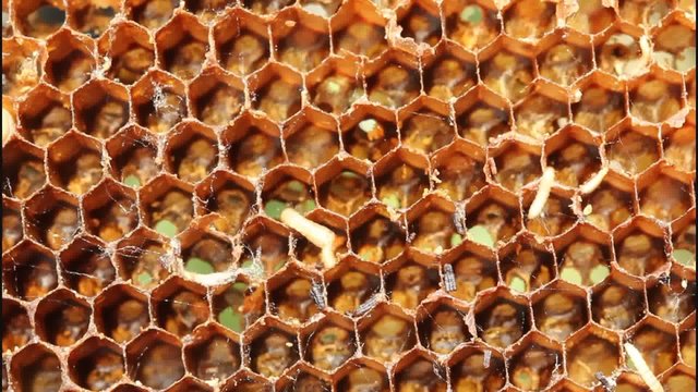 Wax moth multiplies rapidly. Its larvae eat the wax, pollen, bee-bread and honey.