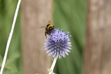 honeybee on blue allium blossom with blurred background