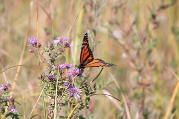 Monarch Butterfly (Danaus plexippus) on a New England Aster,